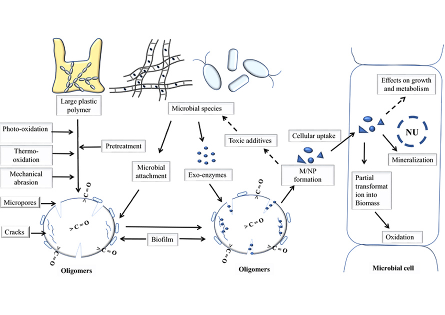 bioaugmentation additives significantly improve the plastic degradation efficiency 