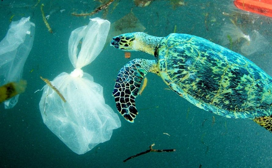 The issue of plastic degradation time in water highlights the physical wounds and entrapment faced by wildlife, as animals often become ensnared in plastic waste, leading to severe injuries and fatalities