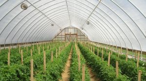 HDPE applications also contribute to the production of plastic sheets and films for covering greenhouses
